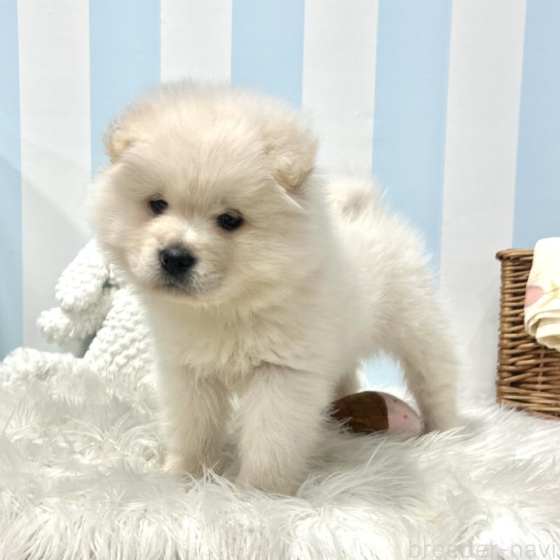 販売中の栃木県のサモエド-446284の10枚目