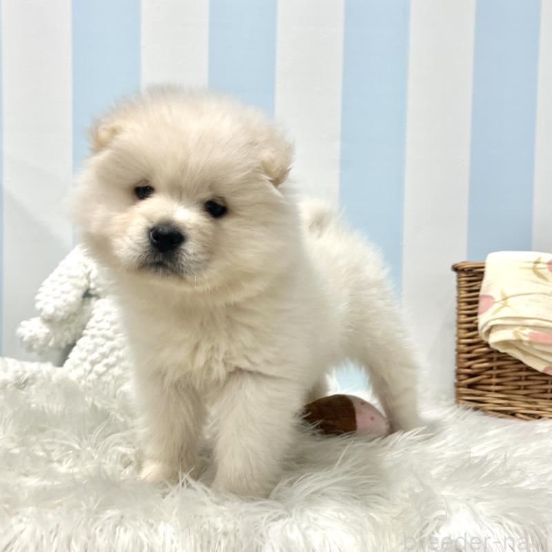 販売中の栃木県のサモエド-446284の9枚目