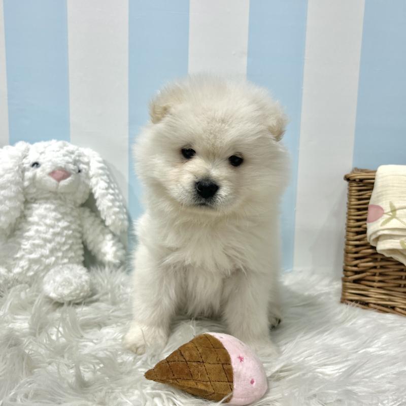 販売中の栃木県のサモエド-446284の7枚目