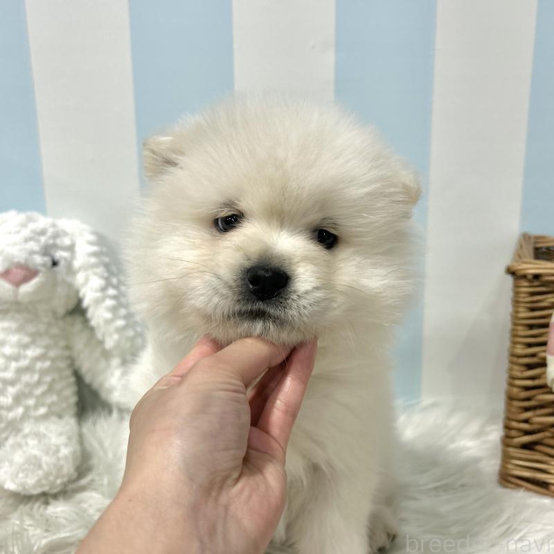 販売中の栃木県のサモエド-446284の6枚目