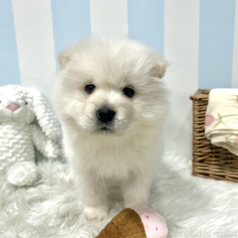 販売中の栃木県のサモエド-446284の1枚目