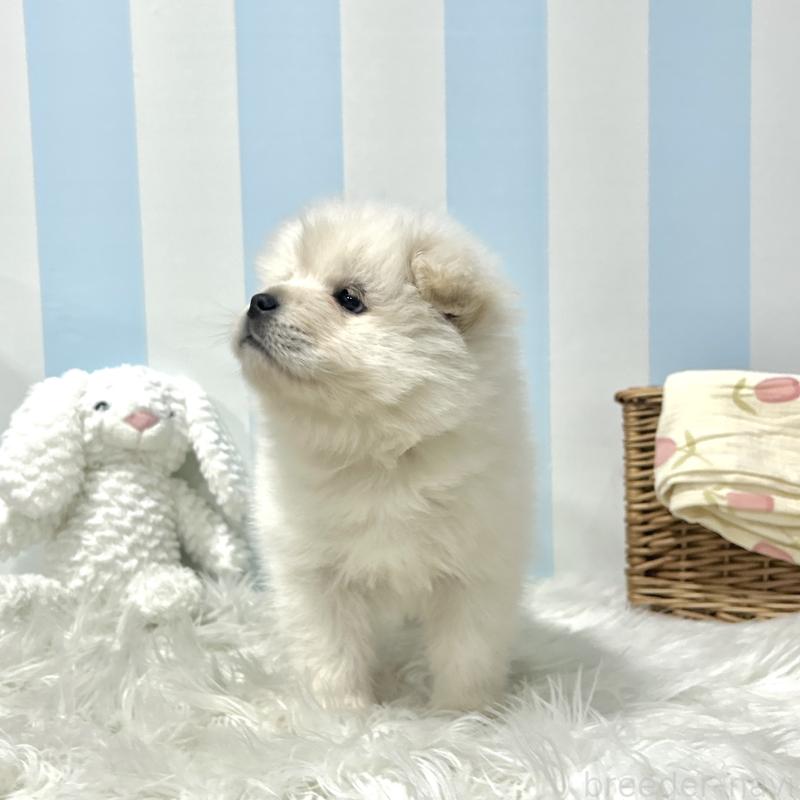 販売中の栃木県のサモエド-446284の5枚目