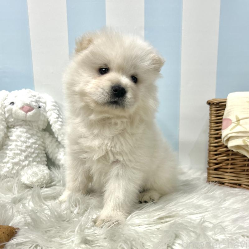 販売中の栃木県のサモエド-446284の4枚目