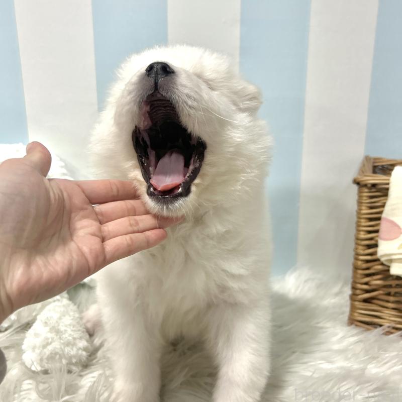 販売中の栃木県のサモエド-446284の2枚目