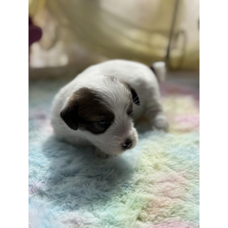 販売中の宮崎県のジャックラッセルテリア-446285の9枚目