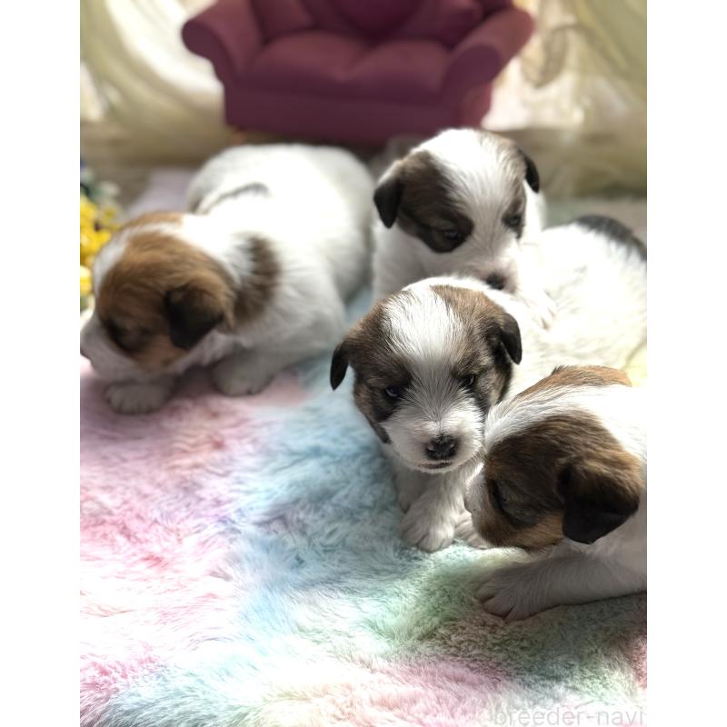 販売中の宮崎県のジャックラッセルテリア-446285の8枚目