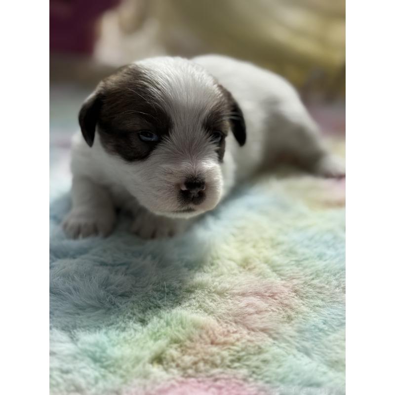 販売中の宮崎県のジャックラッセルテリア-446285の6枚目