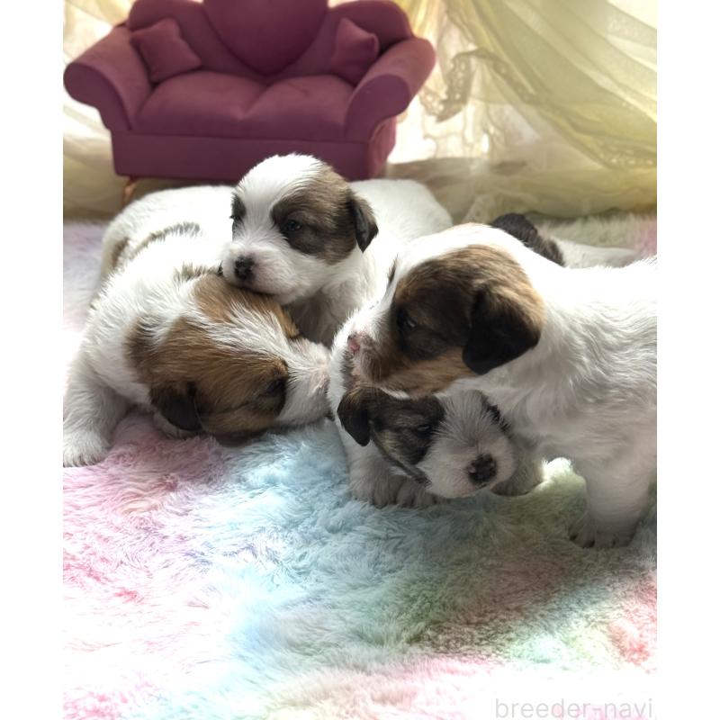 販売中の宮崎県のジャックラッセルテリア-446285の5枚目