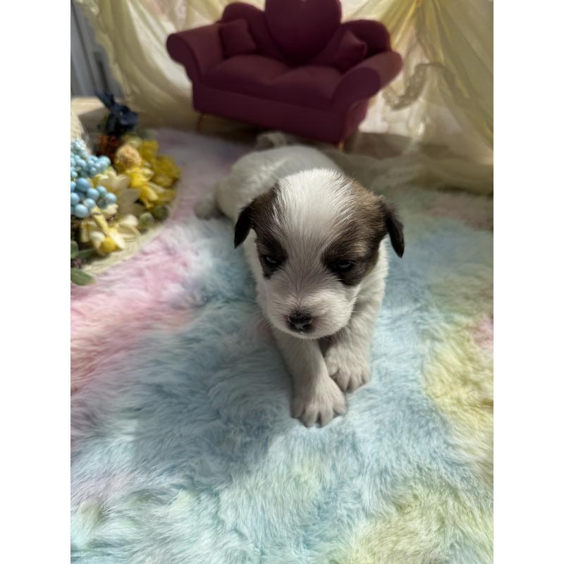 販売中の宮崎県のジャックラッセルテリア-446285の4枚目