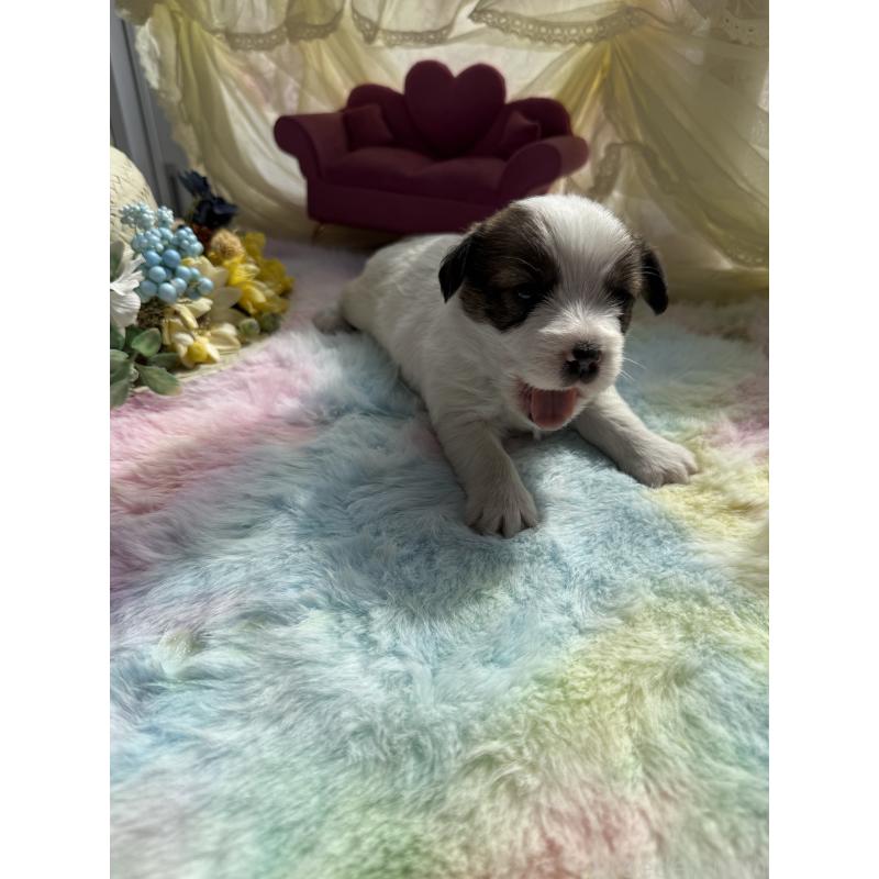 販売中の宮崎県のジャックラッセルテリア-446285の3枚目