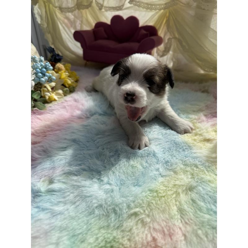 販売中の宮崎県のジャックラッセルテリア-446285の2枚目