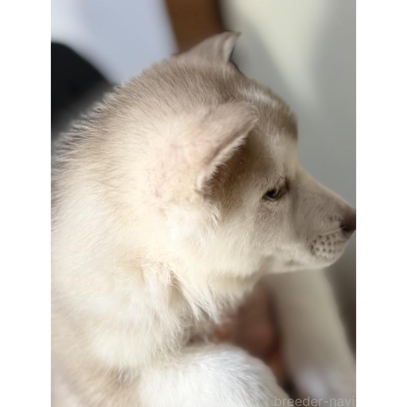 販売中の埼玉県のシベリアンハスキー-446478の9枚目