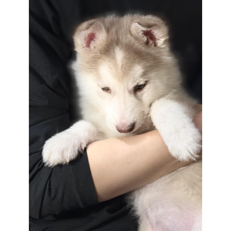 販売中の埼玉県のシベリアンハスキー-446478の8枚目