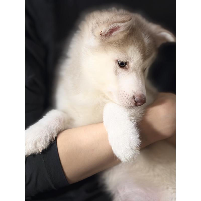 販売中の埼玉県のシベリアンハスキー-446478の7枚目