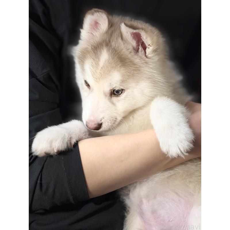 販売中の埼玉県のシベリアンハスキー-446478の6枚目