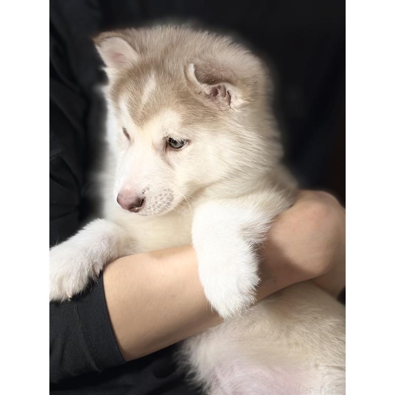 販売中の埼玉県のシベリアンハスキー-446478の5枚目