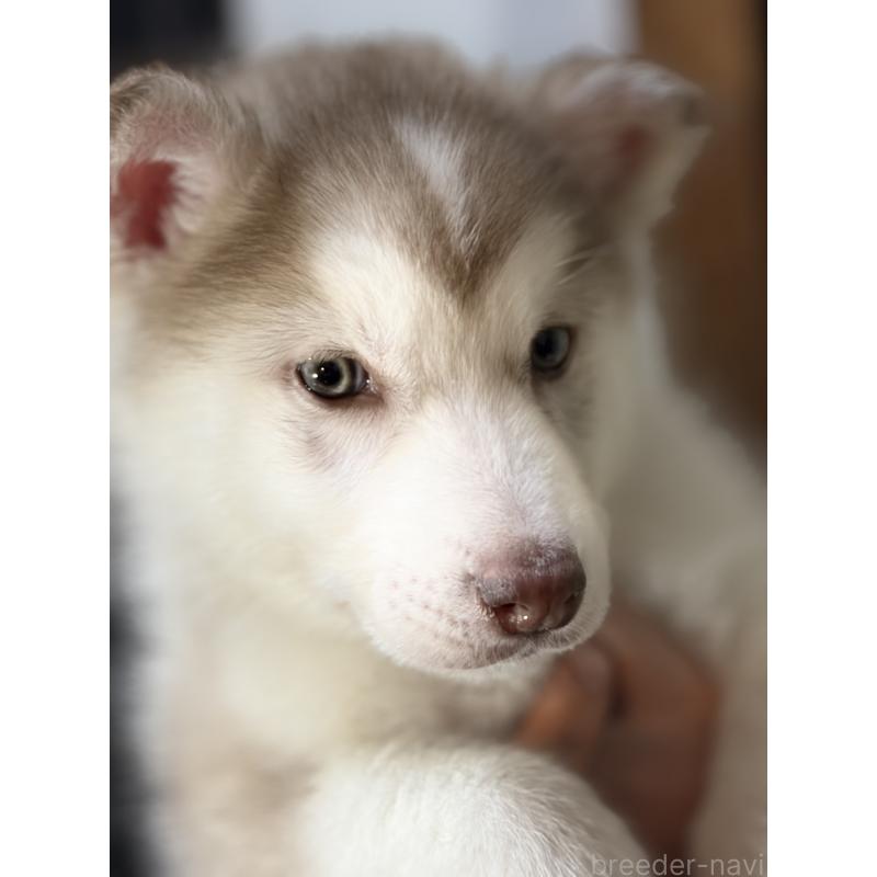 販売中の埼玉県のシベリアンハスキー-446478の4枚目