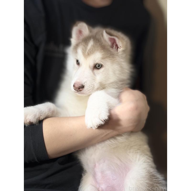 販売中の埼玉県のシベリアンハスキー-446478の3枚目