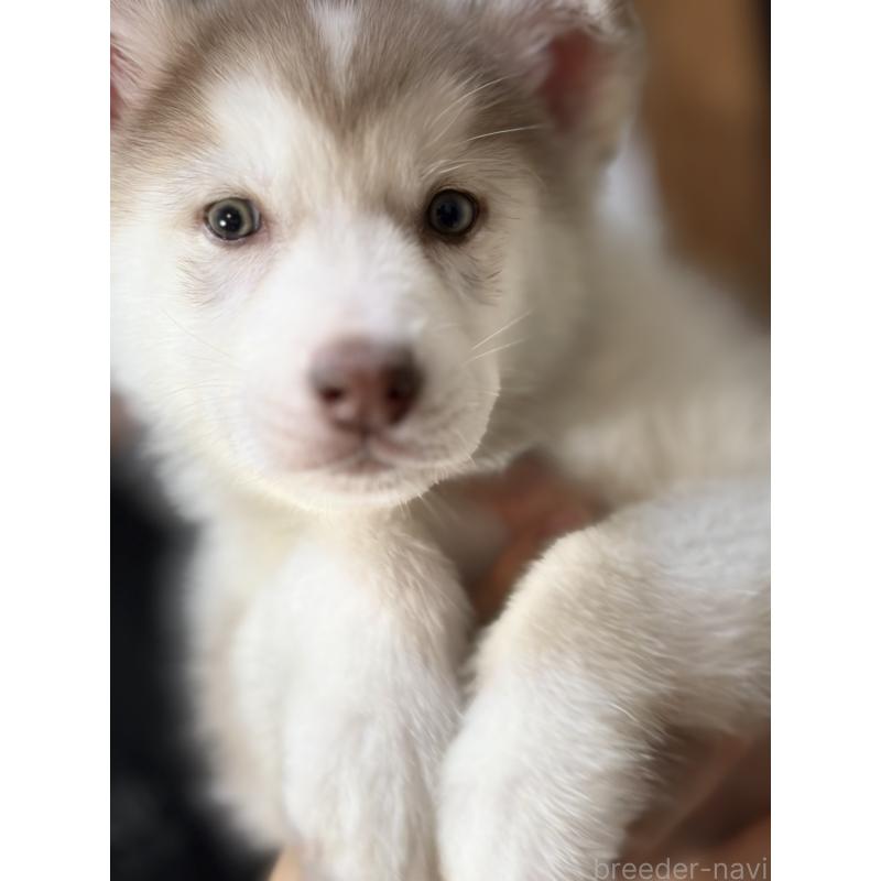 販売中の埼玉県のシベリアンハスキー-446478の2枚目