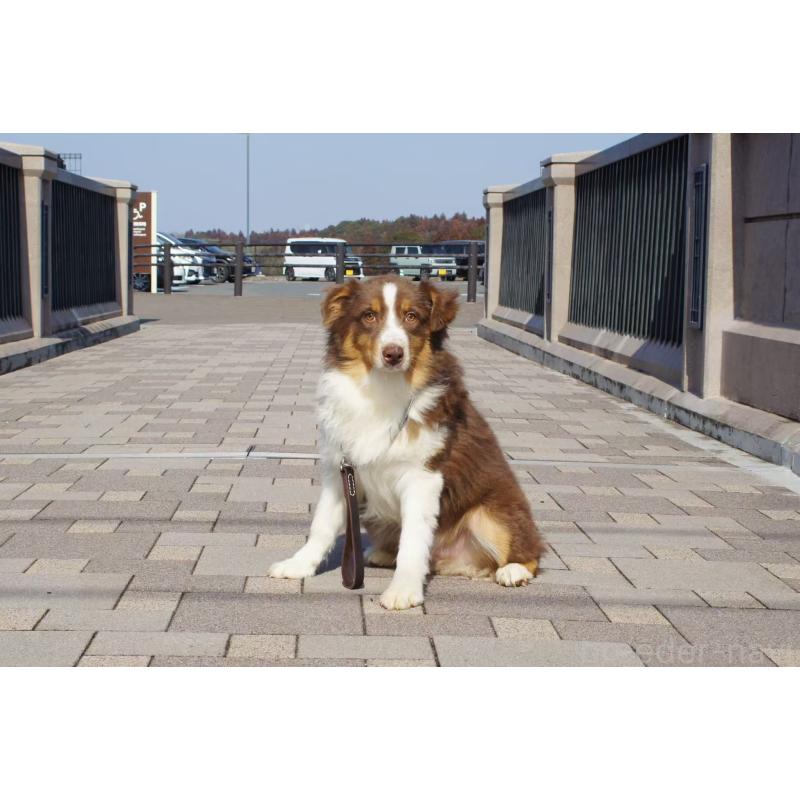 販売中の千葉県のオーストラリアンシェパード-411890の2枚目