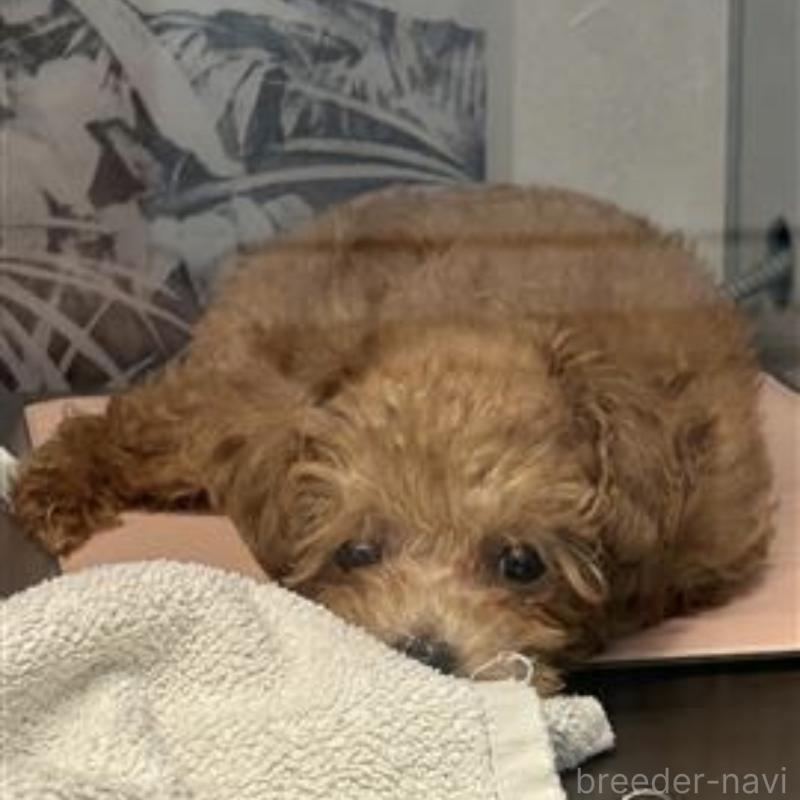 販売中の東京都のティーカッププードル-446479の3枚目