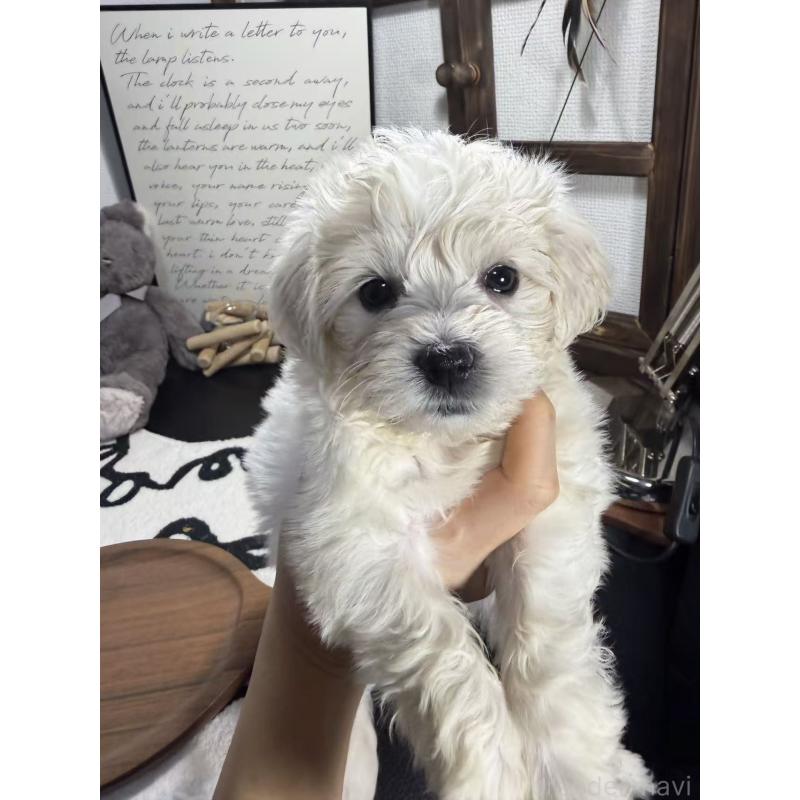 販売中の埼玉県のビションフリーゼ-446481の1枚目