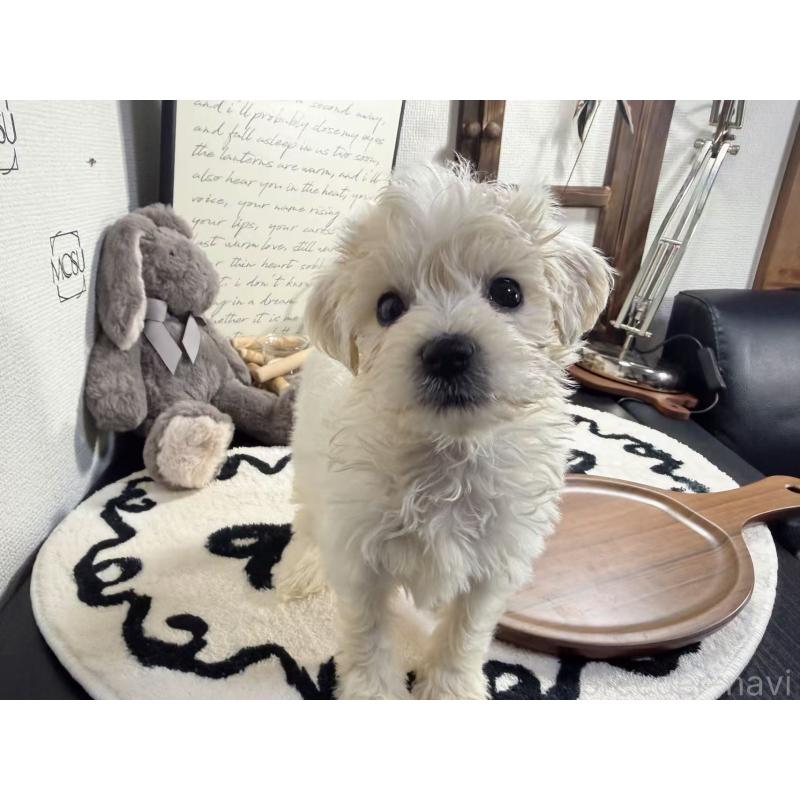 販売中の埼玉県のビションフリーゼ-446481の4枚目