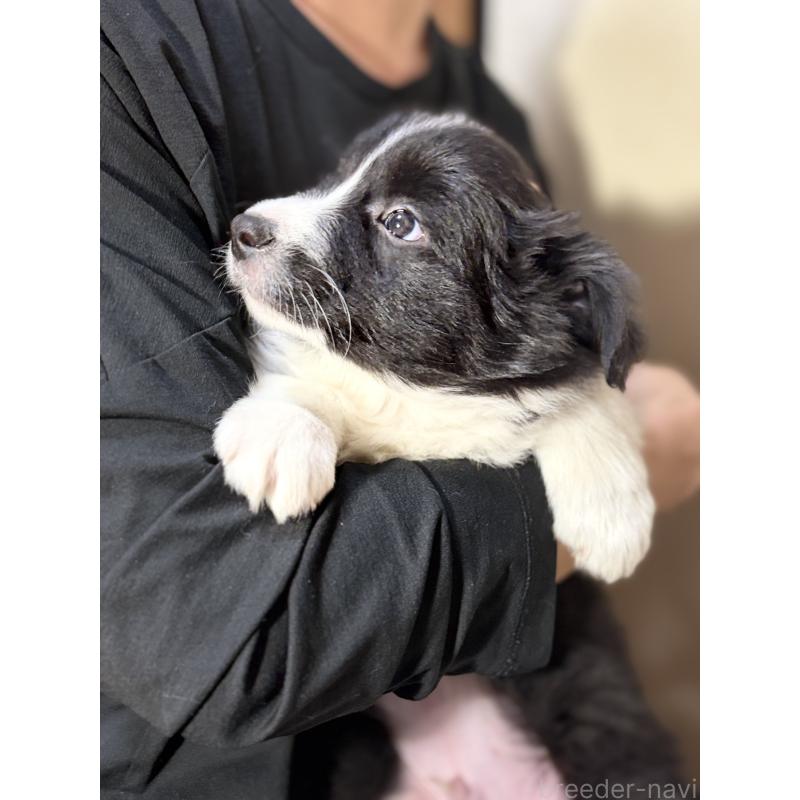 販売中の埼玉県のボーダーコリー-446484の11枚目