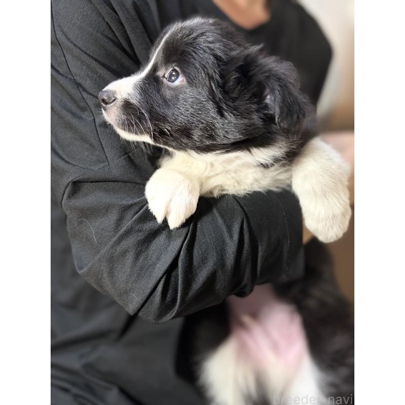 販売中の埼玉県のボーダーコリー-446484の8枚目