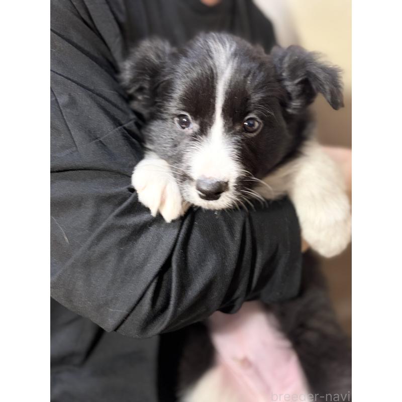 販売中の埼玉県のボーダーコリー-446484の7枚目