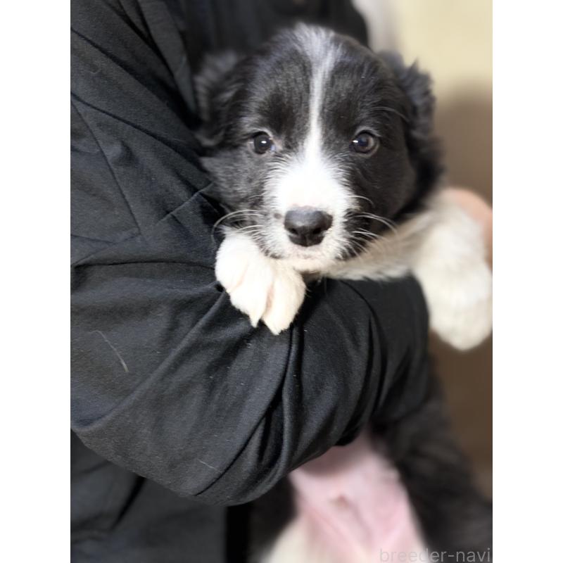 販売中の埼玉県のボーダーコリー-446484の6枚目