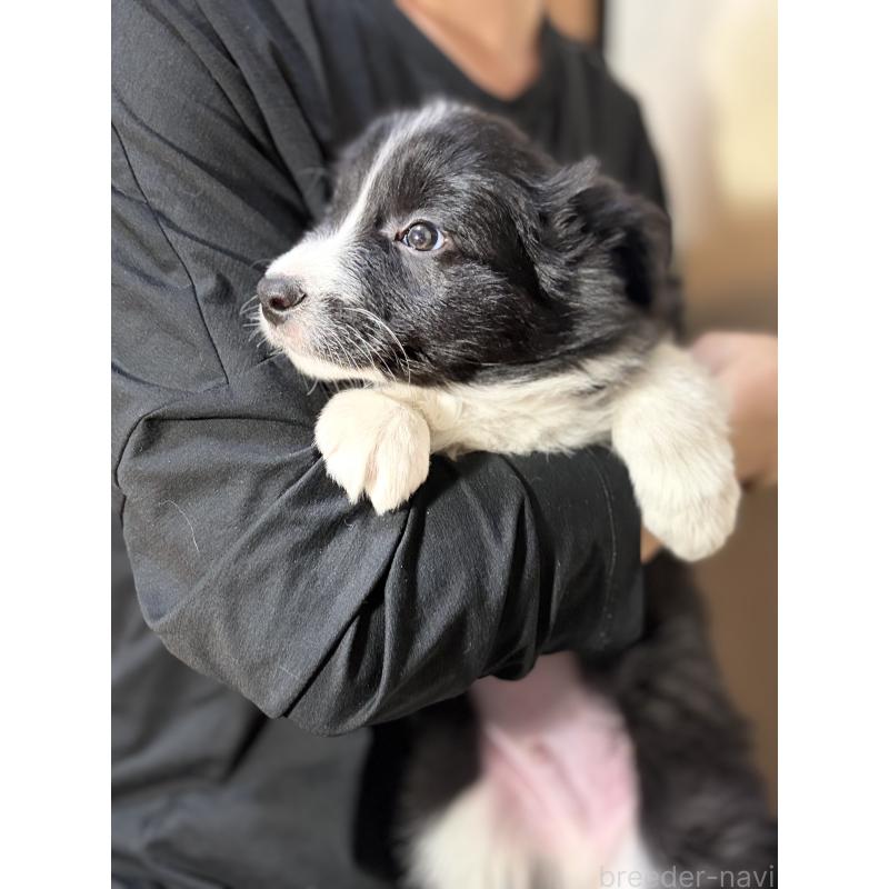 販売中の埼玉県のボーダーコリー-446484の5枚目