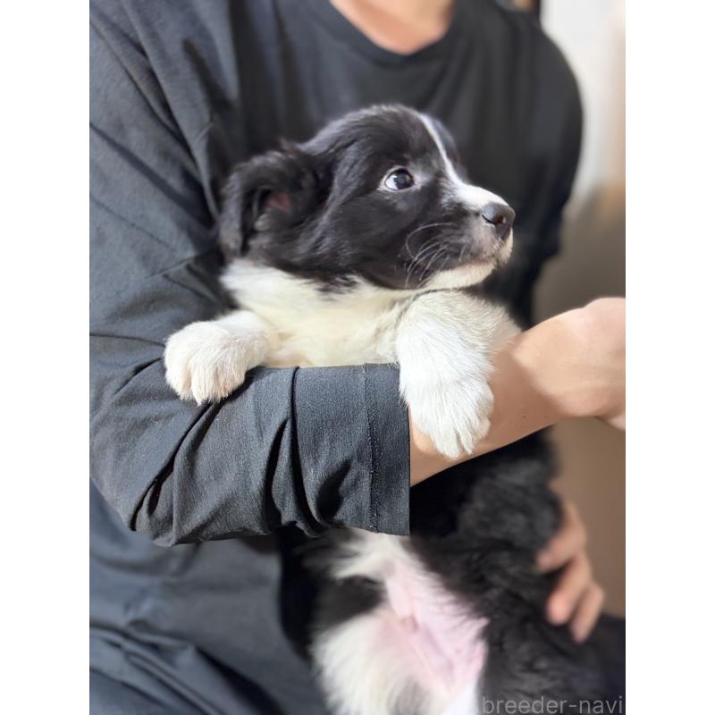 販売中の埼玉県のボーダーコリー-446484の4枚目