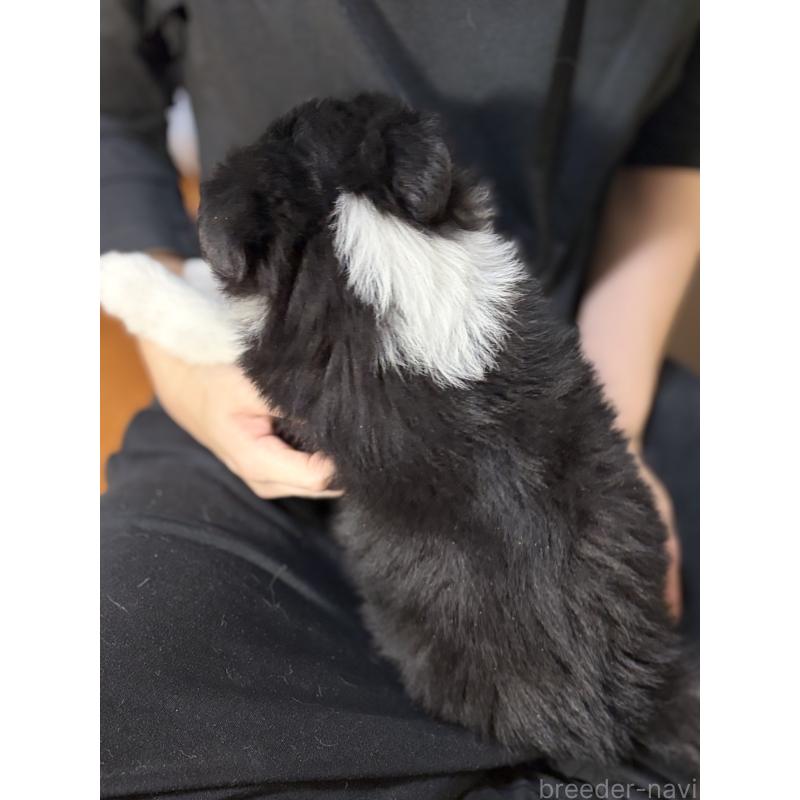 販売中の埼玉県のボーダーコリー-446484の3枚目