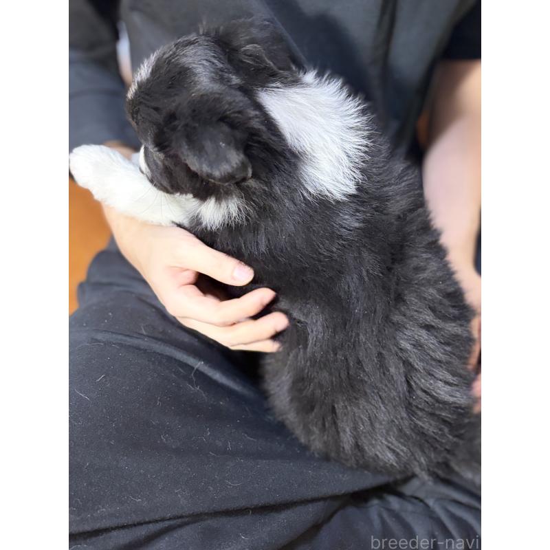 販売中の埼玉県のボーダーコリー-446484の2枚目