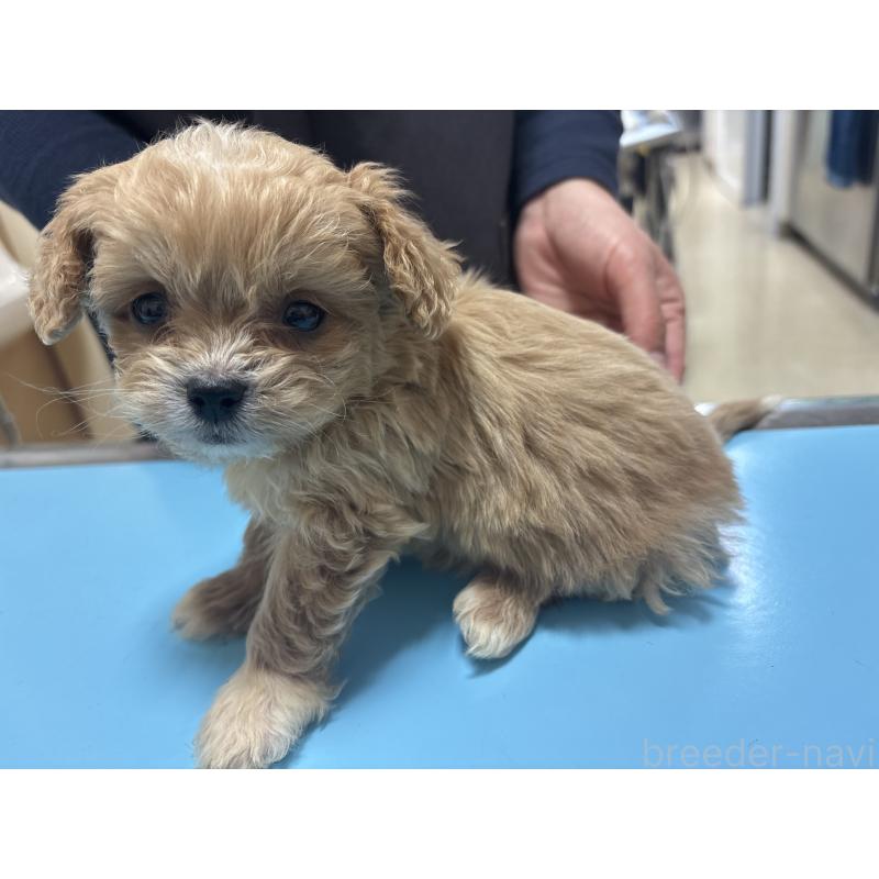 販売中の東京都のミックス犬-446482の4枚目