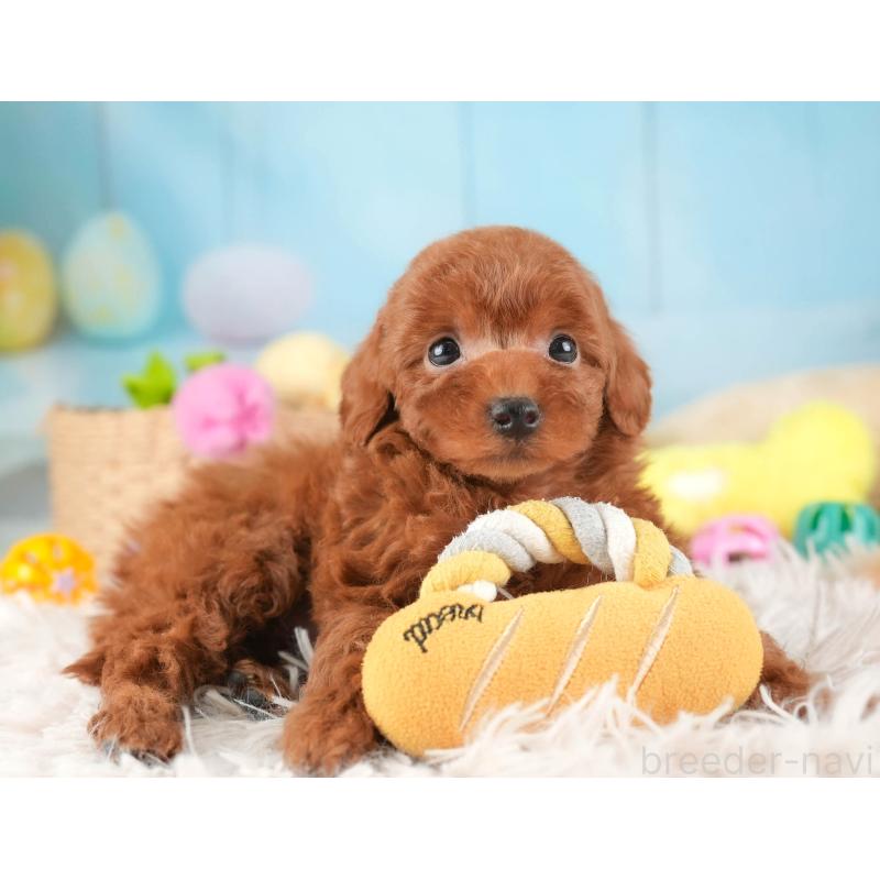 販売中の埼玉県のタイニープードル-446483の9枚目