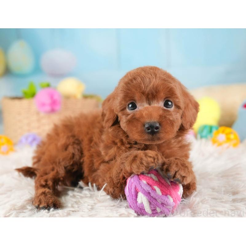 販売中の埼玉県のタイニープードル-446483の8枚目