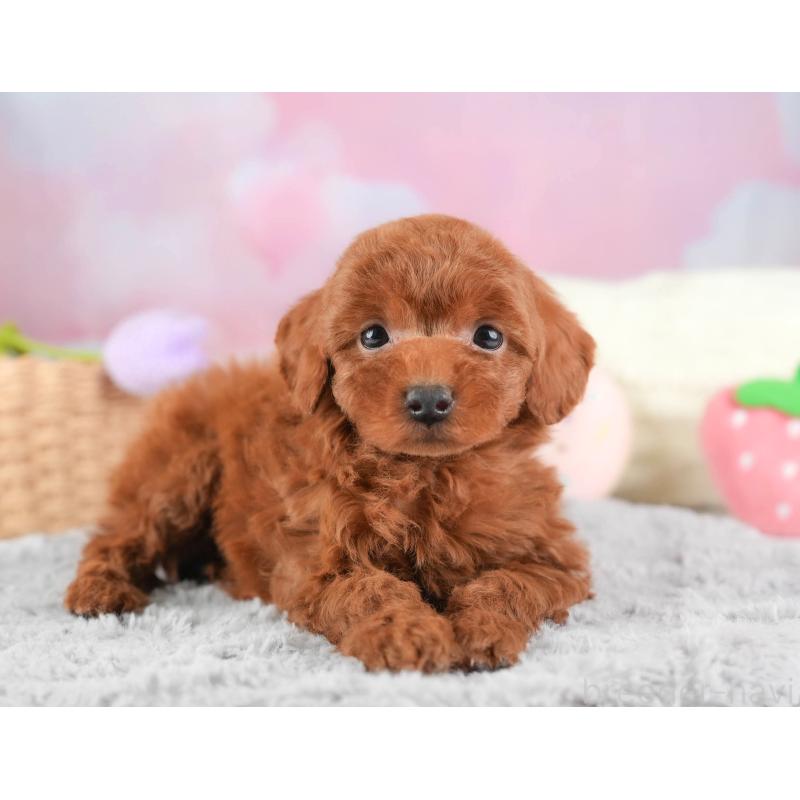 販売中の埼玉県のタイニープードル-446483の7枚目