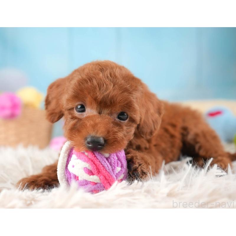 販売中の埼玉県のタイニープードル-446483の6枚目