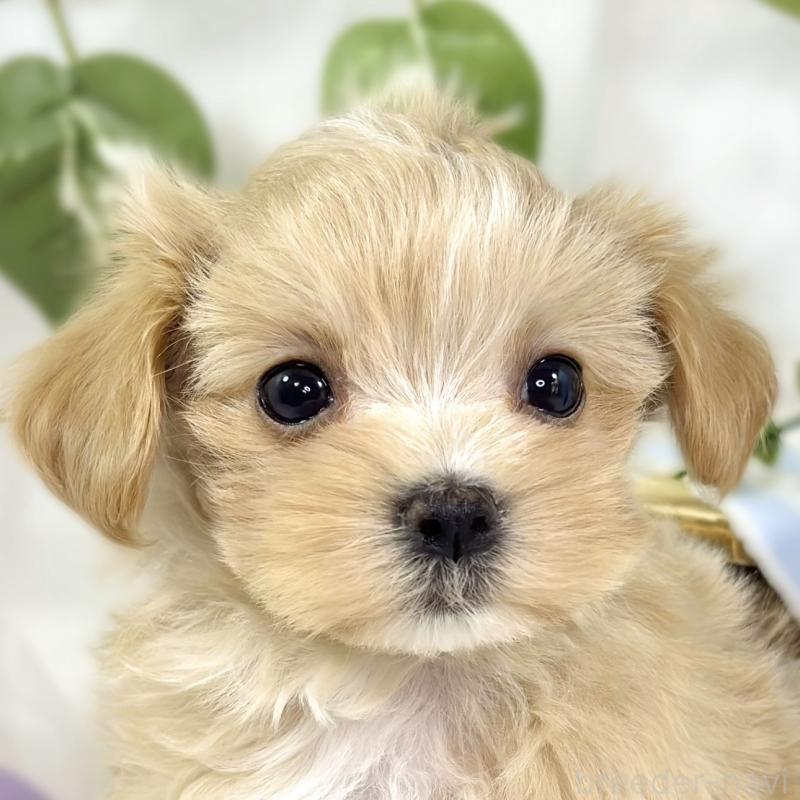 販売中の滋賀県のマルプー:マルチーズ×トイプードル-445784