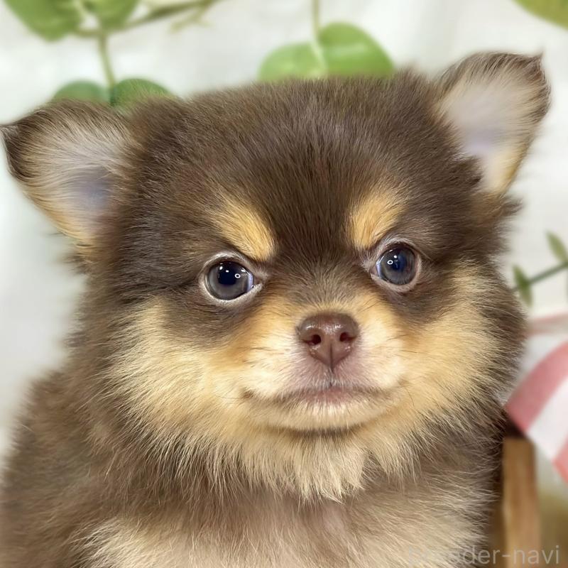 販売中の滋賀県のポメチワ:ポメラニアン×チワワ-445787