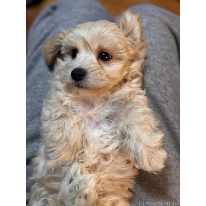 販売中の埼玉県のマルプー:マルチーズ×トイプードル-446487の5枚目