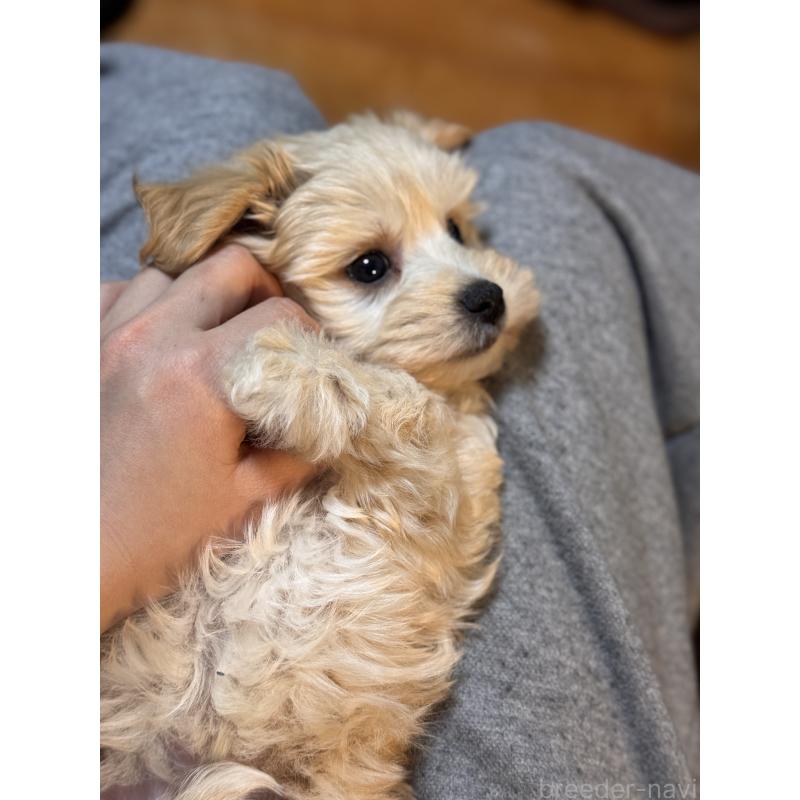 販売中の埼玉県のマルプー:マルチーズ×トイプードル-446487の4枚目