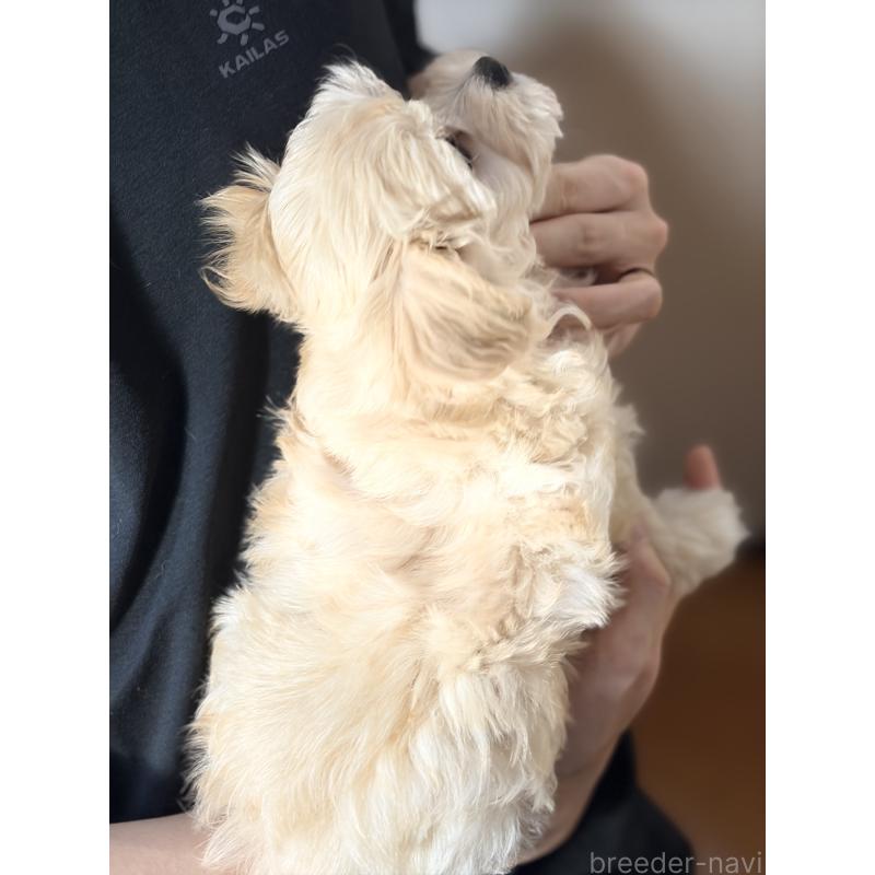 販売中の埼玉県のマルプー:マルチーズ×トイプードル-446487の2枚目