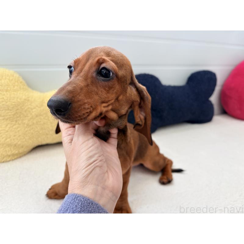 販売中の千葉県のスタンダードダックスフンド-433977の7枚目