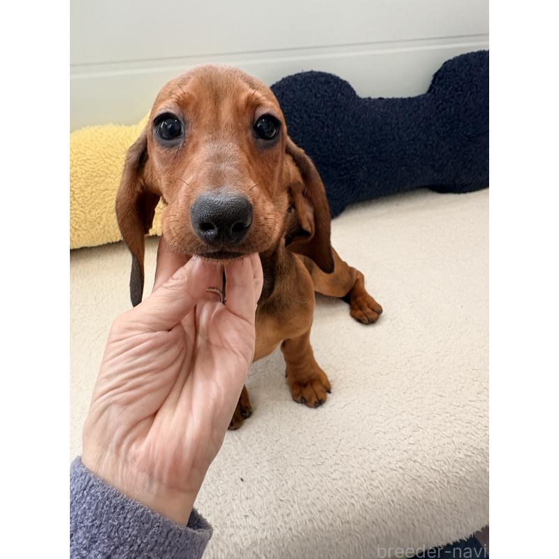 販売中の千葉県のスタンダードダックスフンド-433977の6枚目