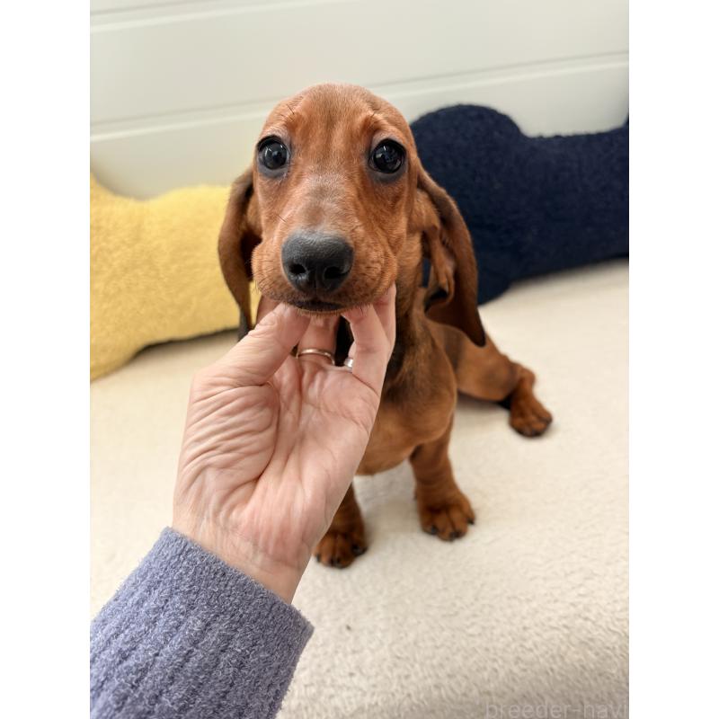 販売中の千葉県のスタンダードダックスフンド-433977の5枚目