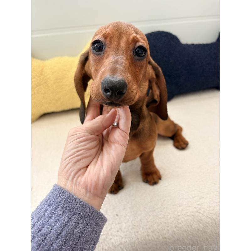 販売中の千葉県のスタンダードダックスフンド-433977の4枚目