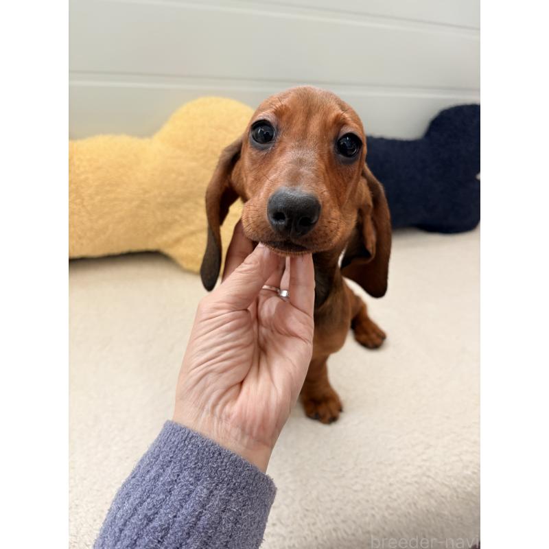 販売中の千葉県のスタンダードダックスフンド-433977の3枚目